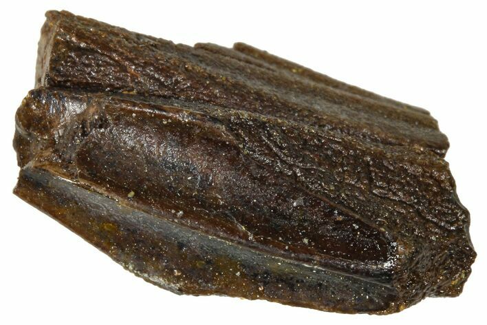 Fossil Hadrosaur (Edmontosaurus) Tooth - Wyoming #376661
